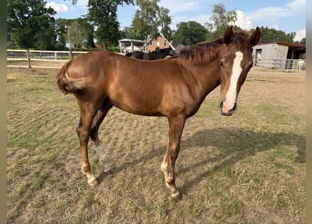 Hannoveraan, Hengst, Veulen (02/2026), Donkere-vos