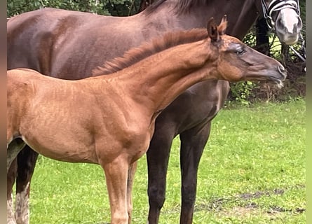 Hannoveraan, Hengst, Veulen (05/2025), Donkere-vos