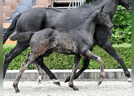 Hannoveraan, Hengst, Veulen (04/2025)