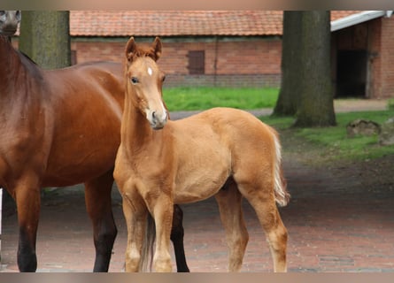 Hannoveraan, Hengst, Veulen (01/2026)