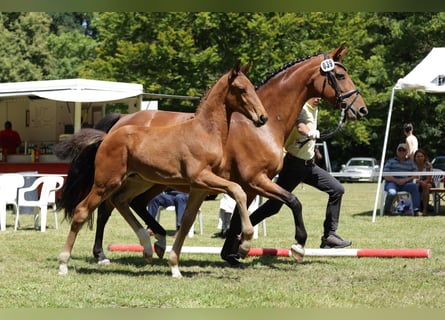 Hannoveraan, Hengst, veulen (04/2024)