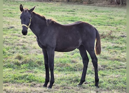 Hannoveraner, Hengst, Fohlen (05/2024), Rappe