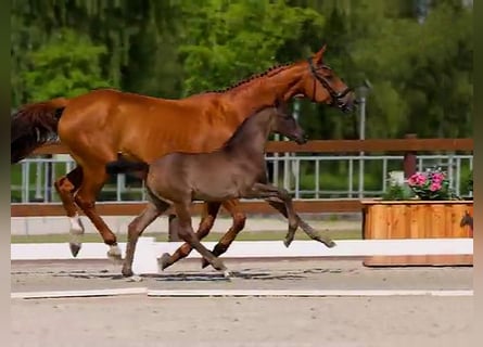 Hannoveraan, Hengst, Veulen (05/2025), Zwart