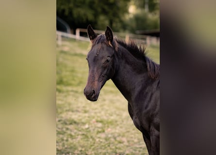 Hannoveraan, Hengst, Veulen (05/2025), Zwartbruin