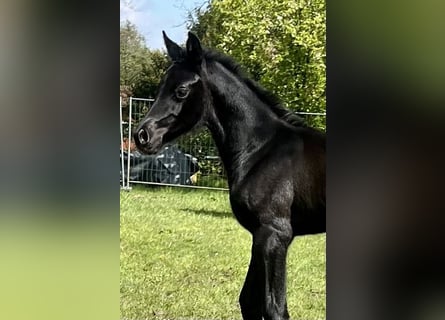 Hannoveraan, Hengst, veulen (04/2024), Zwartbruin