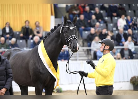 Hannoveraan, Hengst, 3 Jaar, 168 cm, Zwart