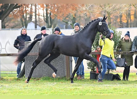Hannoveraan, Hengst, 3 Jaar, 168 cm, Zwart