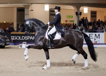 Hannoveraan, Hengst, 17 Jaar, 171 cm, Zwart