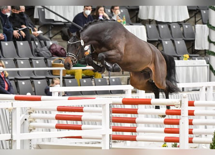 Hannoveraan, Hengst, 5 Jaar, 165 cm, Zwartbruin