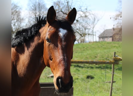 Hannoveraan, Merrie, 10 Jaar, 164 cm, Bruin