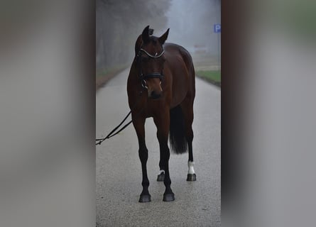 Hannoveraan, Merrie, 10 Jaar, 165 cm, Donkerbruin