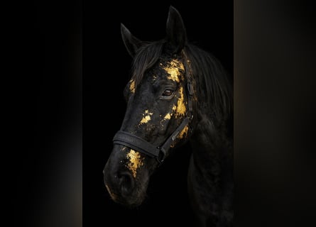 Hannoveraan, Merrie, 10 Jaar, 165 cm, Zwart