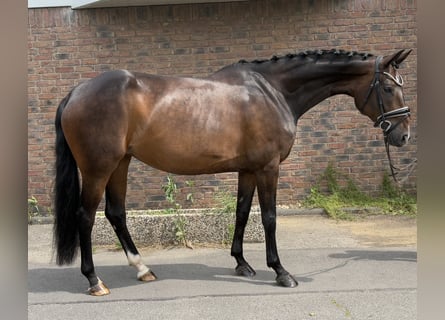Hannoveraan, Merrie, 10 Jaar, 167 cm, Zwartbruin