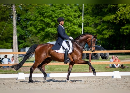 Hannoveraan, Merrie, 10 Jaar, 168 cm, Bruin