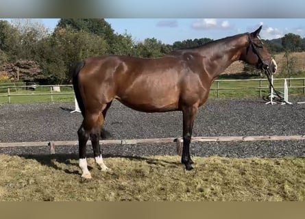 Hannoveraan, Merrie, 10 Jaar, 168 cm, Bruin