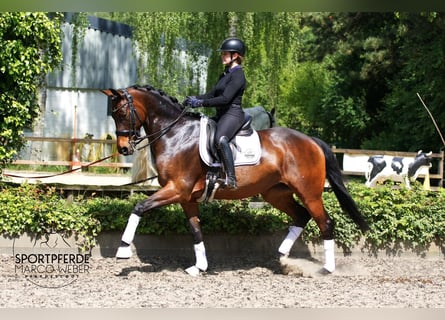 Hannoveraan, Merrie, 10 Jaar, 168 cm, Donkerbruin