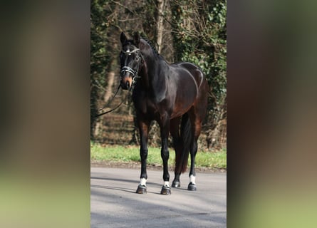 Hannoveraan, Merrie, 10 Jaar, 169 cm, Bruin