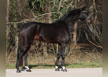 Hannoveraan, Merrie, 10 Jaar, 169 cm, Bruin