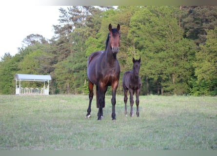 Hannoveraan, Merrie, 10 Jaar, 170 cm, Bruin