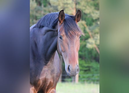 Hannoveraan, Merrie, 10 Jaar, 170 cm, Bruin