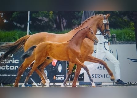 Hannoveraan, Merrie, 10 Jaar, 170 cm, Vos