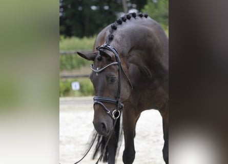 Hannoveraan, Merrie, 10 Jaar, 172 cm, Bruin