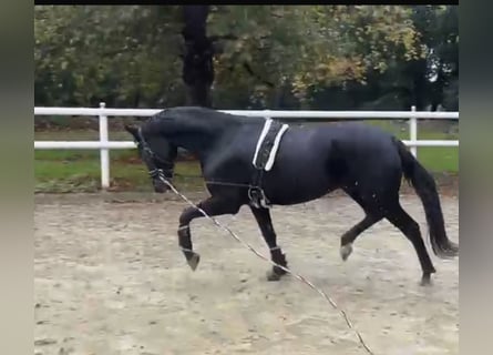 Hannoveraan, Merrie, 10 Jaar, 172 cm, Zwart Hannoveraan, Merrie, 10 Jaar, 172 cm, Zwart