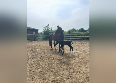 Hannoveraan, Merrie, 10 Jaar, 175 cm, Donkerbruin