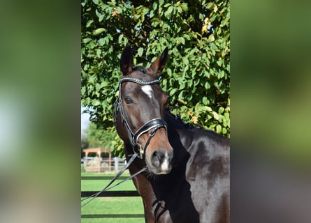 Hannoveraan, Merrie, 11 Jaar, 164 cm, Donkerbruin