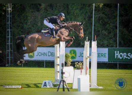 Hannoveraan, Merrie, 11 Jaar, 165 cm, Donkerbruin