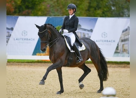 Hannoveraan, Merrie, 11 Jaar, 167 cm, Bruin