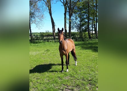 Hannoveraan, Merrie, 11 Jaar, 167 cm, Donkerbruin