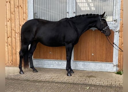 Hannoveraan, Merrie, 11 Jaar, 168 cm, Zwart