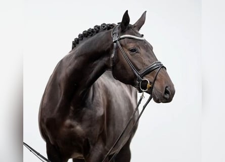 Hannoveraan, Merrie, 11 Jaar, 168 cm, Zwartbruin