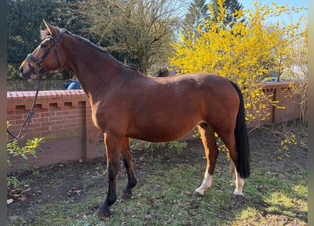 Hannoveraan, Merrie, 11 Jaar, 169 cm, Bruin