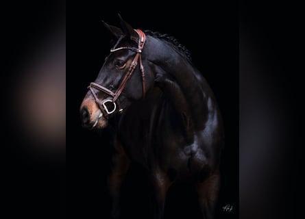 Hannoveraan, Merrie, 11 Jaar, 170 cm, Bruin