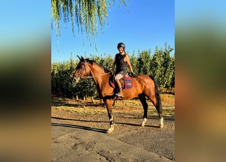 Hannoveraan, Merrie, 11 Jaar, 170 cm, Bruin
