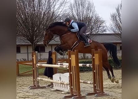 Hannoveraan, Merrie, 11 Jaar, 170 cm, Bruin