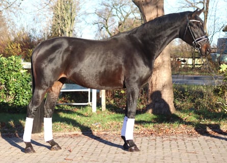 Hannoveraan, Merrie, 11 Jaar, 170 cm, Donkerbruin