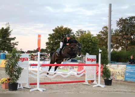 Hannoveraan, Merrie, 11 Jaar, 170 cm, Donkerbruin