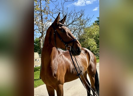 Hannoveraan, Merrie, 11 Jaar, 177 cm, Bruin