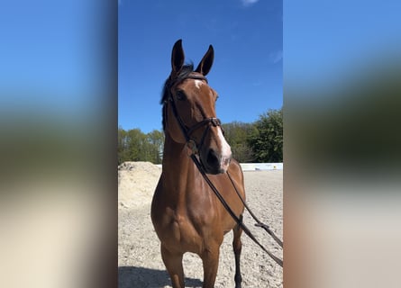 Hannoveraan, Merrie, 11 Jaar, Brauner