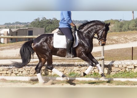 Hannoveraan, Merrie, 12 Jaar, 158 cm, Roodbruin