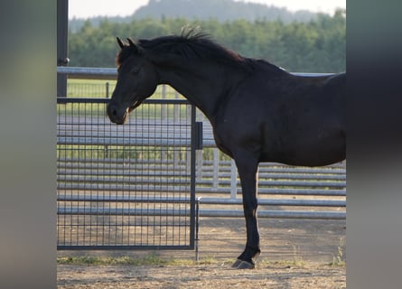 Hannoveraan, Merrie, 12 Jaar, 163 cm, Zwart