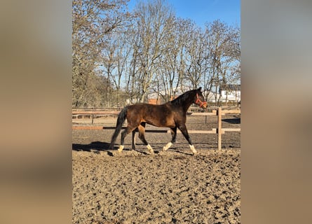 Hannoveraan, Merrie, 12 Jaar, 164 cm, Donkerbruin