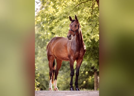 Hannoveraan, Merrie, 12 Jaar, 165 cm, Donkerbruin