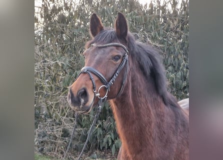 Hannoveraan, Merrie, 12 Jaar, 167 cm, Bruin