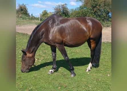 Hannoveraan, Merrie, 12 Jaar, 167 cm, Donkerbruin