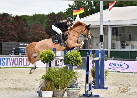 Hannoveraan, Merrie, 12 Jaar, 167 cm, Vos