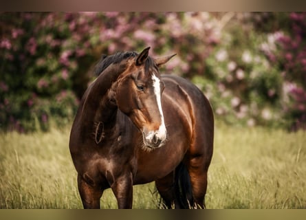 Hannoveraan, Merrie, 12 Jaar, 168 cm, Bruin